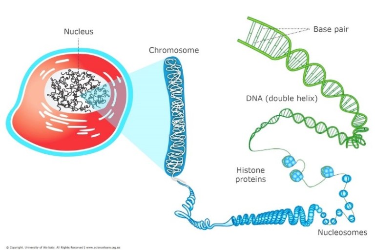 A graphic showing the nucleus of a cell as well as a chromosome and DNA