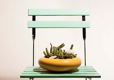 Large potted cactus on a folding chair